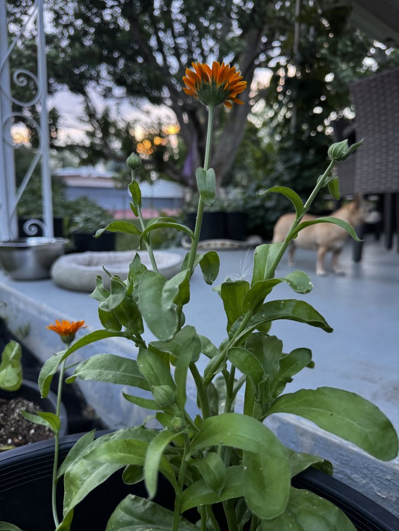 Calendula in bloom, grown for Apothecary N' Bliss