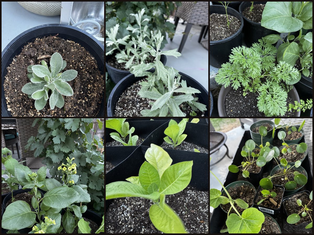 A collage of medicinal plants growing for Apothecary N' Bliss